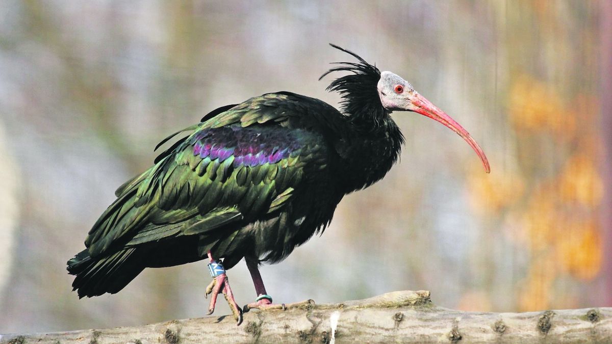 Ostravská zoo pomáhá zachránit ohrožené ibisy
